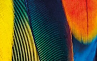 Lorem ipsum dolor sit amet, consectetuer adipiscing elit, sed diam